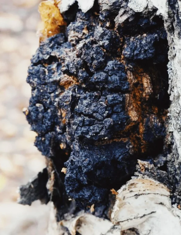 Chaga